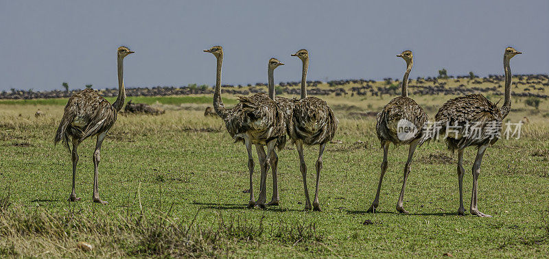 马赛鸵鸟(Struthio camelus massaiicus)，也被称为东非鸵鸟，是普通鸵鸟的一种红颈亚种，是东非特有的。肯尼亚马赛马拉国家保护区。年轻的鸟类。